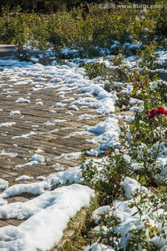 公园小路上的积雪