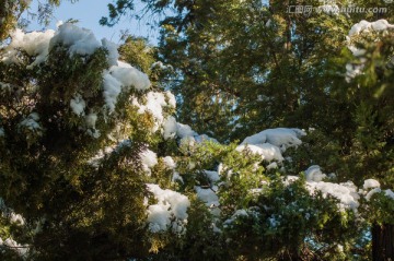 松枝上的积雪