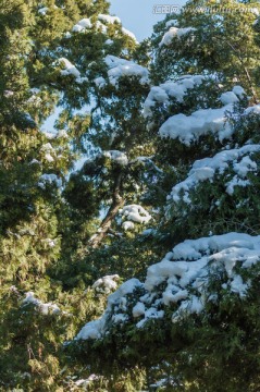 松枝上的积雪