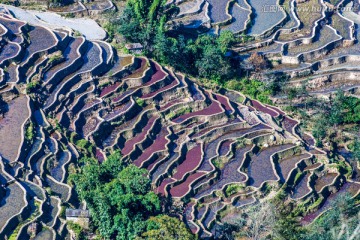 哈尼梯田