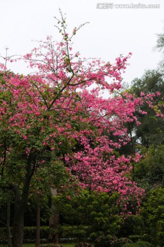 紫荆花