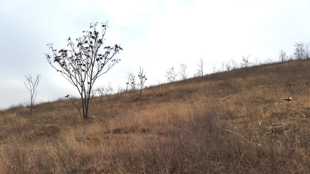 东北 黄土 高坡 大树 树枝