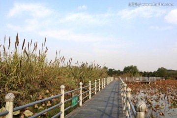 森林公园风景