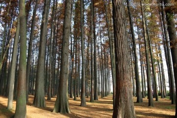 秋天杉树林