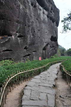 山间茶园小道