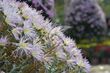 造型花卉