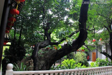 广州泮溪酒家园林景观榕树