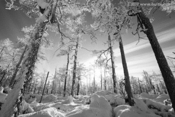 黑白雪景树林