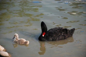 天鹅 黑天鹅 天鹅妈妈和宝宝