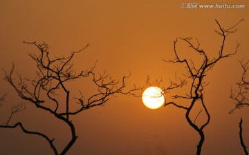 太阳与夫妻树