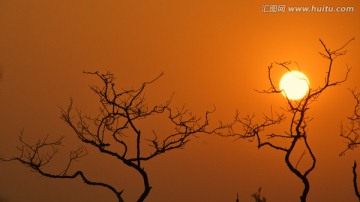 太阳与夫妻树