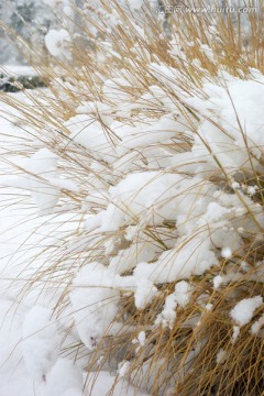 雪景