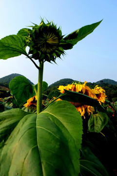 花苞 向日葵