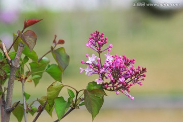 丁香花