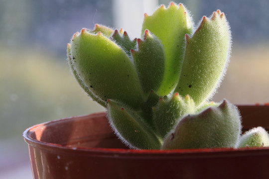 多肉植物 熊童子