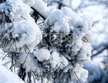 雪压枝头