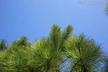 松树 松针 松枝 枝叶 植物