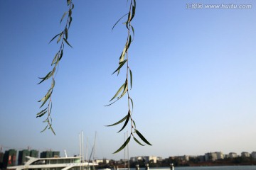 柳枝 柳条 柳树 枝条 柳叶