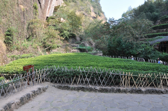 武夷山脚下的茶叶地