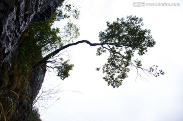 悬崖上长的树