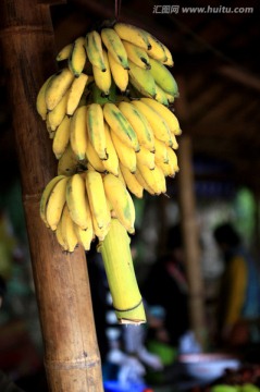 西双版纳傣族园香蕉