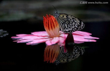 蝴蝶和荷花