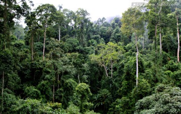 热带雨林树林