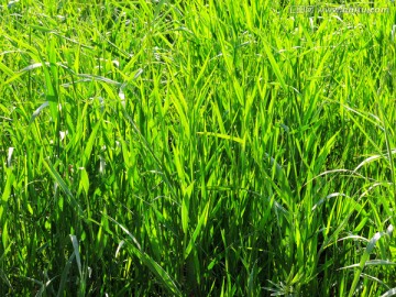 草原上的草 青草