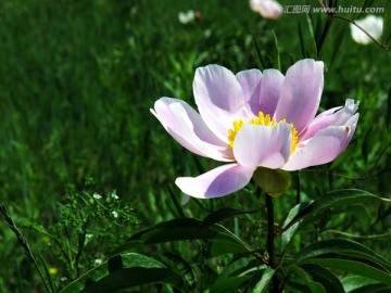 野生芍药花