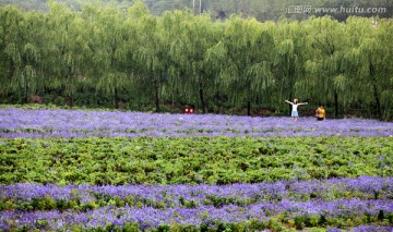 花海自然风光