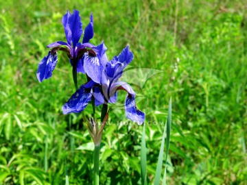 野生紫花鸢尾 中药