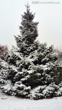 被雪覆盖的圣诞树