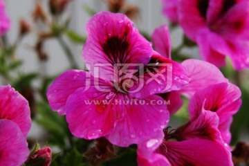 蝴蝶梅 花卉 背景图片