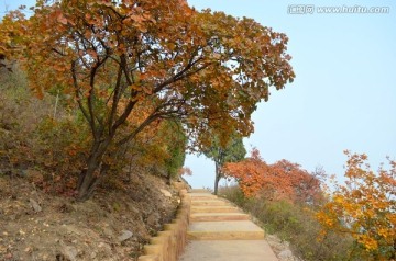 北京西山红叶