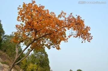 北京西山红叶