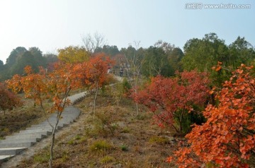 北京西山红叶