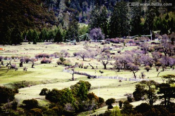 林芝风景