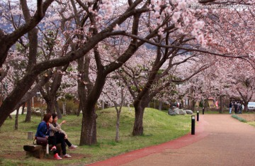 日本樱花