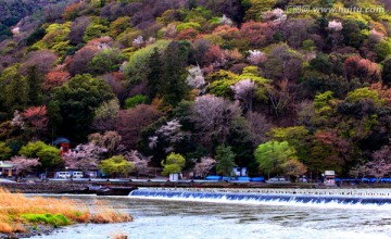 日本京都岚山公园樱花