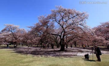 日本新宿御园樱花