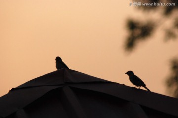 麻雀 鸟 夕阳下的麻雀 鸟类