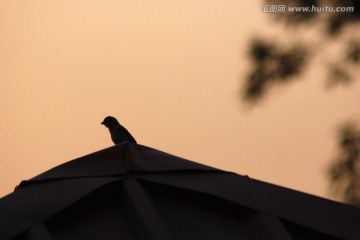 麻雀 鸟 夕阳下的麻雀 鸟类