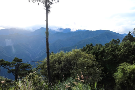 阿里山