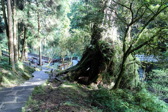 阿里山景区