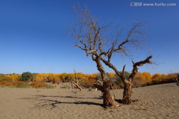 胡杨林枯树