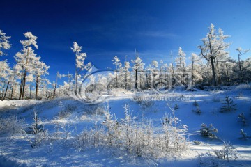 林海雪原