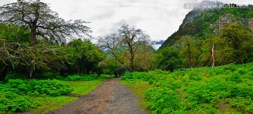 梅里雪山原始森林草地宽幅全景