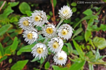 菊科高山花卉香青花特写