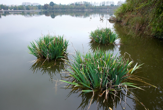 湖