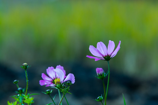 格桑花